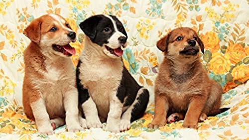 Jigsaw 1000 Piece Cute Dog Puzzles Impossible Jigsaw for Adults and Kids，Recommended for Adults and Children to Interact,DIY Game Gift38*26cm von TNTEVX