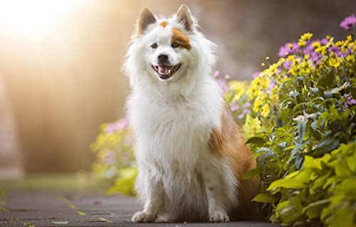 Puzzle 1000 Pieces Chiot Decoration painting38x26CM Puzzle 1000 Pieces Chiot Decoration painting38x26CM von TNTEVX