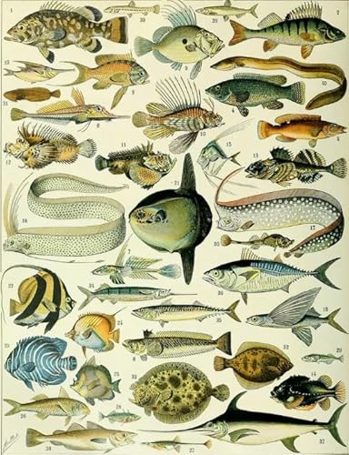 Puzzle 1000 Teile, Fische, Kunstposter, Puzzle für Erwachsene, Lernspiel, Familiendekompressionsspielzeug, Qz542Yk, 50 x 70 cm von TNTEVX