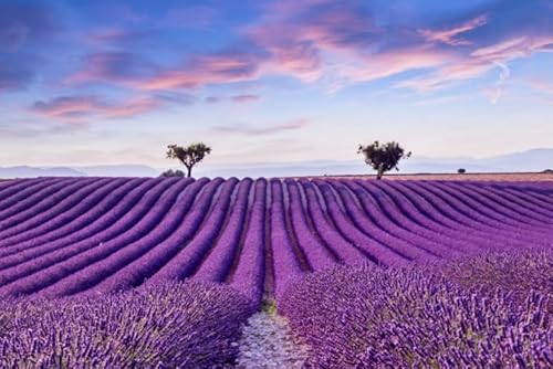 Puzzle 1000 Teile, Landschaft, Lavendel, Blumen, Meer, Poster, Puzzle, Lernspielzeug für Erwachsene, 50 x 70 cm von TNTEVX