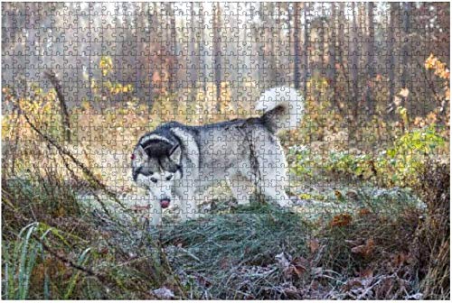 Puzzle 1000 Teile, Sibirische Huskies und Malamuts nehmen am Hundeschlittenrennen Teil, Puzzle für Kinder oder Erwachsene, Lernspielzeug, Dekompressionsspiel, 50 x 70 cm von TNTEVX