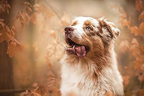 Puzzle 1000 Teile „Australian Shepherd in der Abenddämmerung“, unmögliches Puzzle für Erwachsene und Kinder, perfekt für Kinder, Lernspiel, Unterhaltungsgeschenk. 50 x 70 cm von TNTEVX