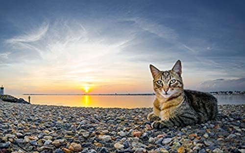 Puzzle 1000 Teile „Hauskatze bei Sonnenuntergang“, Unmögliches Puzzle für Erwachsene und Kinder, Lernspiel für Kinder, Spielzeug für zu Hause und unterwegs, 38 x 52 cm von TNTEVX