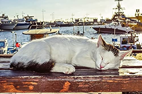 Puzzle 1000 Teile „Katze schläft auf einem Stuhl am Meer“, Unmögliches Puzzle für Erwachsene und Kinder, Perfekt für Kinder, Lernspiel, Unterhaltungsgeschenk. 38 x 52 cm von TNTEVX