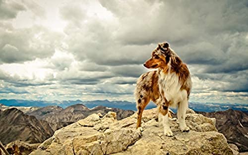 Puzzle 1000 Teile Australian Shepherd Unmögliches Puzzle für Erwachsene und Kinder, zum Geburtstag, Erntedankfest, 26 x 38 cm von TNTEVX