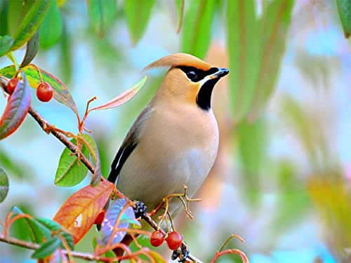 Puzzle 1000 Teile Vogel auf einem AST mit Beeren, klassisches Puzzle zum Selbermachen, Set, Spielzeug, Geschenk, Heimdekoration, 50 x 70 cm von TNTEVX