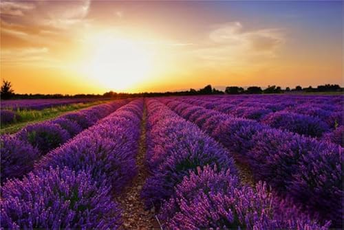 Puzzle 2000 Teile Landschaft Lavendel Blumen Meer Poster Puzzles Lernspielzeug für Erwachsene 70x100CM von TNTEVX