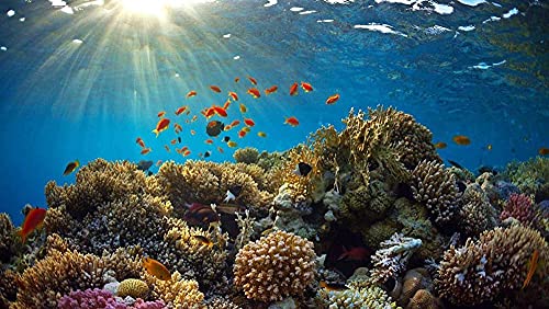 Puzzles for Adults 2000 Piece Wooden Jigsaw Puzzle Submarine Coral Reef Landscape Puzzle Game-Large Puzzle Game Artwork for Adults Teens Kids38*26cm von TNTEVX