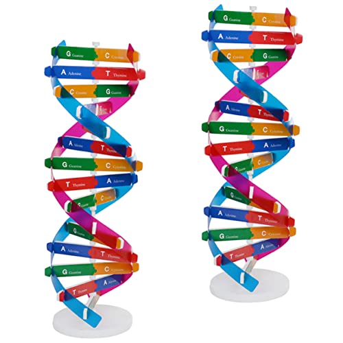 TOBBOMEY 2st Biologie DNA-Modell Wissenschaftlicher DNA-modellbausatz Drehbare DNA-Modelle Komponenten des Doppelhelix-modells Wissenschaftliches Molekularmodell DNA-doppelhelix-Modell Abs von TOBBOMEY