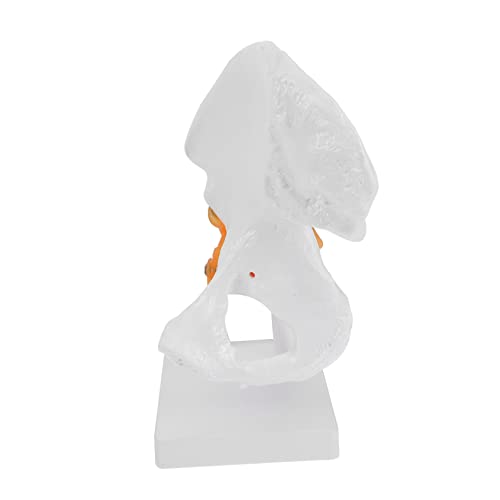 TOKIDNY 1 Stk Hip-modell Skelett- Figur Menschliche Anatomie Männchen Körper Skelette Anatomiemodell Skelett in Voller Größe Tanzendes Skelett Mini Riesiges Skelett Pvc von TOKIDNY