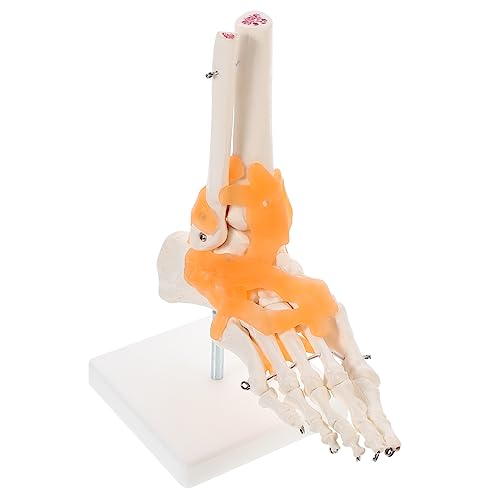 TOKIDNY 1stk Mannequin Modell Der Fußanatomie Anatomisches Menschliches Skelett Gelenkgelenkmodell Menschlicher Skelettfuß Menschliches Fußskelettmodell Anatomie Modell Füße Werkzeug Pvc von TOKIDNY