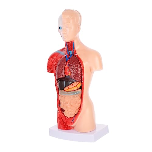 TOKIDNY Menschliches Anatomie Modell Torso 1 Satz | Biologieunterricht Zubehör | Anatomisches Lehrmodell Mit Inneren Rumpforganen Für Klassenzimmer Und Studium von TOKIDNY