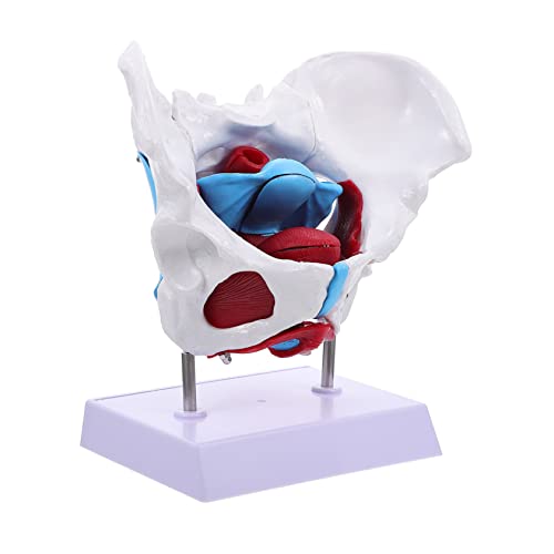 TOPBATHY 1 Stück Beckenmodell lehrreich Hüfte für Lehre Bildungsmodell Weiblich -Training Beckenbodenmodell Geburtsmodell menschliches Muskel- und Organmodell Anatomiemodell PVC TOPBATHY 1 Stück Beckenmodell lehrreich Hüfte für Lehre Bildungsmodell Weiblich -Training Beckenbodenmodell Geburtsmodell menschliches Muskel- und Organmodell Anatomiemodell PVC von TOPBATHY