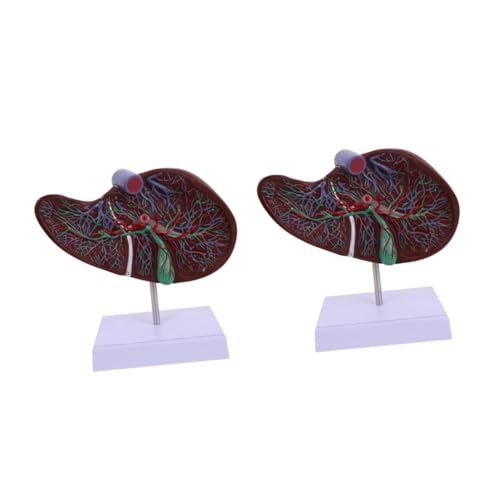 TOPBATHY 2 Stück Anatomisches Modell Der Leber -lebermodell Menschliche Anatomie Modell Der Leberanatomie Schulanzeige Menschliche Leber Lebermodell Mit Sockel Lehre Plastik TOPBATHY 2 Stück Anatomisches Modell Der Leber -lebermodell Menschliche Anatomie Modell Der Leberanatomie Schulanzeige Menschliche Leber Lebermodell Mit Sockel Lehre Plastik von TOPBATHY
