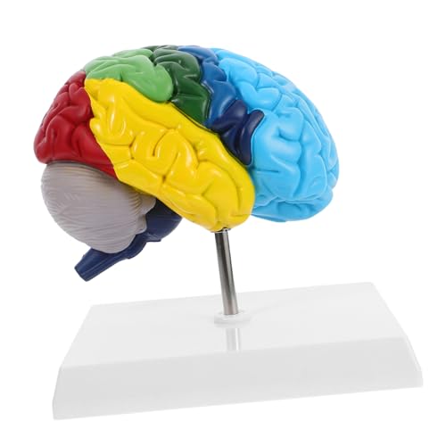 TOPBATHY Gehirnmodell Wissenschaftliches Lehrmittel Modell Anatomischer Strukturen Modell Des Neurologischen Systems Menschliches Anatomisches Modell Menschlicher Kopf Anatomisches TOPBATHY Gehirnmodell Wissenschaftliches Lehrmittel Modell Anatomischer Strukturen Modell Des Neurologischen Systems Menschliches Anatomisches Modell Menschlicher Kopf Anatomisches von TOPBATHY