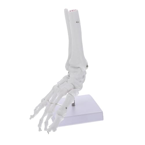 TOPBATHY Lebensgroßes Anatomisches Fuß Knöchelgelenkmodell Für Medizinische Lehre Anatomiestudien Drehbasis Detailgetreue Darstellung Fußknochen TOPBATHY Lebensgroßes Anatomisches Fuß Knöchelgelenkmodell Für Medizinische Lehre Anatomiestudien Drehbasis Detailgetreue Darstellung Fußknochen von TOPBATHY