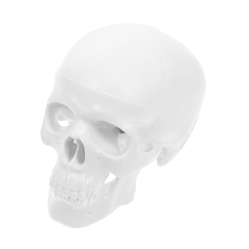 TOPBATHY Mini Schädel Modell Aus Anatomisches Skelett Mit Beweglichem Realistische Darstellung Für Studierende Dekoration Langlebig Pflegeleicht TOPBATHY Mini Schädel Modell Aus Anatomisches Skelett Mit Beweglichem Realistische Darstellung Für Studierende Dekoration Langlebig Pflegeleicht von TOPBATHY