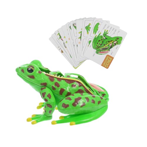 TOPPERFUN Frosch-modell Frosch-badespielzeug Spielzeugfrosch Anatomie-puzzle Für Sezierset Für Frosch-dissektionsset Frosch Anatomie Green Plastik von TOPPERFUN