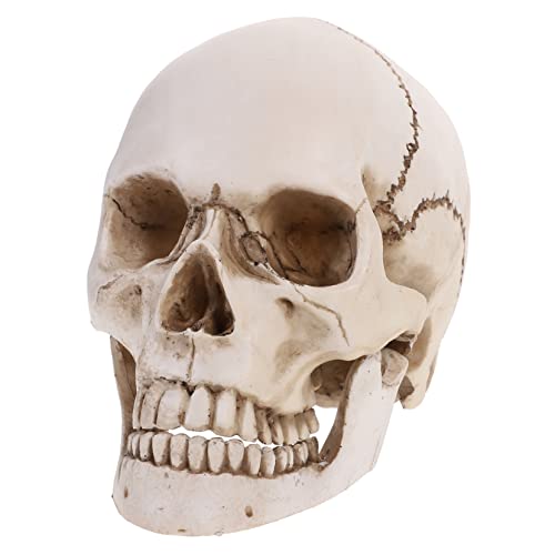 TOPPERFUN Menschliches Schädelmodell Aus Anatomisches Modell Mit Beweglichen Zähnen Für Medizinische Lehrzwecke Und Halloween Dekoration von TOPPERFUN