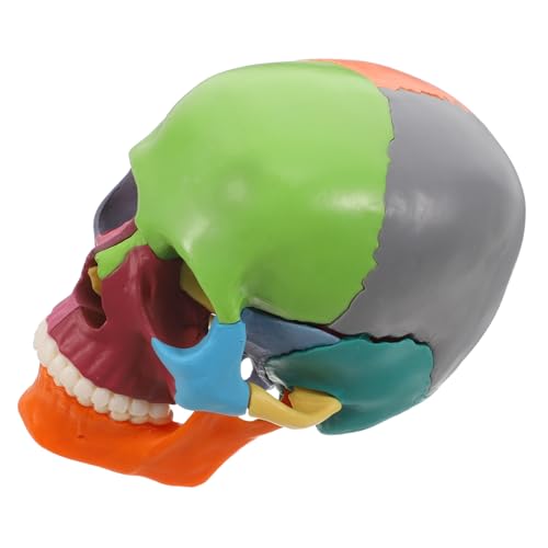 TOPPERFUN Schädelmodell Mit Menschlichem Schädelstamm Anatomisches Modell Des Menschlichen Gehirns Schädel-anatomie- -requisite Anatomisch Korrekter Schädel Plastik von TOPPERFUN