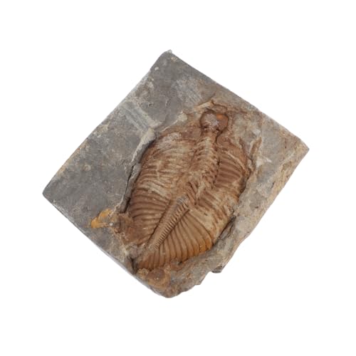 TOPPERFUN Trilobiten Sammlung Echte Trilobiten Fossilien Naturstein Exemplar Für Bildungszwecke Fossile Steinproben Für Sammler von TOPPERFUN