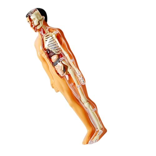 TOYANDONA 1 Satz Skelettmodell Für Denksportaufgaben Anatomie-puzzlespiel Experimente-wissenschafts-kit Körperteile Puzzle Anatomie Körperteile Rätsel Der Körperorgane Figur Plastik von TOYANDONA