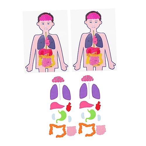 TOYANDONA 2 Sets Lehrtafel Für Den Menschlichen Körper Lerntafel Für Den Menschlichen Körper Körperteil Lernspielzeug Schaufensterpuppen Organe Körperteile Formen Körper Poster von TOYANDONA