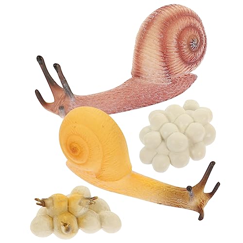 TOYANDONA 5 Sätze Wachstumszyklus Der Schnecke Spielzeug Für Kinder Abbildung des Lebenszyklus Der Schnecke Schneckenlebenszyklusmodell Tierwachstumszyklusmodelle Lebenszyklus Spielzeug PVC von TOYANDONA