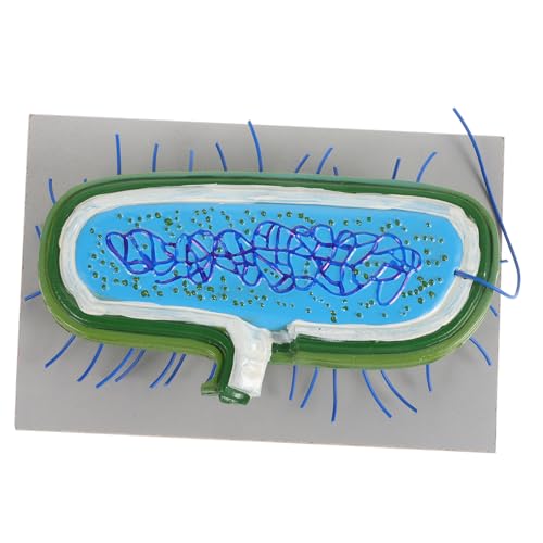 TOYANDONA Mikrobielles Modell Lehrmittel Für Die Schule Unterrichtsmodell Zellmodell PVC von TOYANDONA