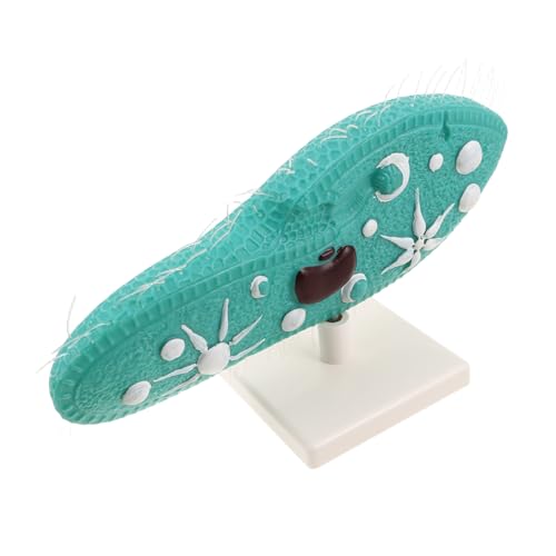 TOYANDONA Paramecium Modell mit Ständer Realistische Protozoenstruktur mit Cilien Langlebiges Biologie Unterrichtsmodell für Schule Wissenschaftslabor Mittlere Schulstufe TOYANDONA Paramecium Modell mit Ständer Realistische Protozoenstruktur mit Cilien Langlebiges Biologie Unterrichtsmodell für Schule Wissenschaftslabor Mittlere Schulstufe von TOYANDONA