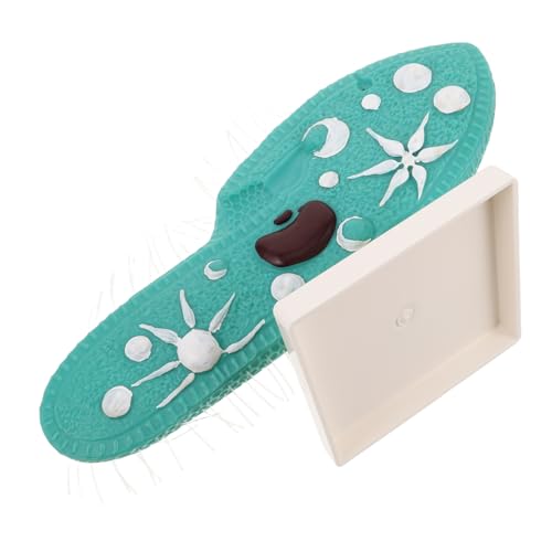 TOYANDONA Paramecium Modell mit Ständer Realistisches Protozoen Zellstruktur Display mit Filigranen Cilien Biologisches Lehrmittel für Mittelstufe Wissenschaftslabor und Unterricht TOYANDONA Paramecium Modell mit Ständer Realistisches Protozoen Zellstruktur Display mit Filigranen Cilien Biologisches Lehrmittel für Mittelstufe Wissenschaftslabor und Unterricht von TOYANDONA