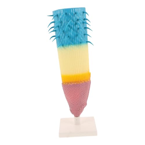 TOYANDONA Realistisches Maiswurzel Querschnittsmodell Pflanzenanatomie Lehrmittel für Biologieunterricht Detaillierte Wurzelzonen Tragbar für Schulunterricht und Wissenschaftliche TOYANDONA Realistisches Maiswurzel Querschnittsmodell Pflanzenanatomie Lehrmittel für Biologieunterricht Detaillierte Wurzelzonen Tragbar für Schulunterricht und Wissenschaftliche von TOYANDONA