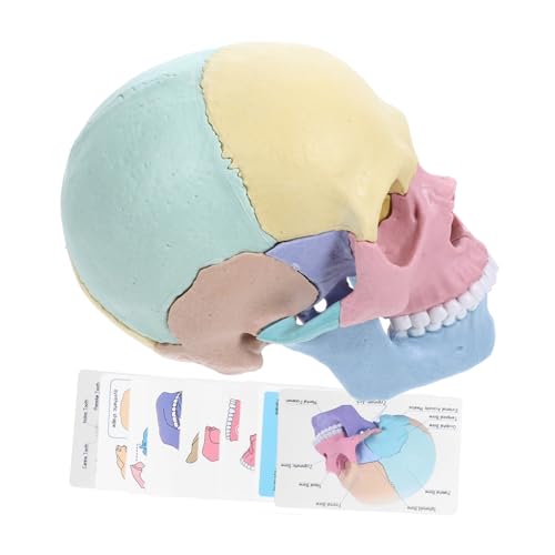 TOYANDONA Abnehmbares 4D Schädelmodell Für Anatomie Menschliches Kopfmodell Zur Lehre Von Anatomie Und Struktur Detaillierte Darstellung des Menschlichen Schädels Ideal Für von TOYANDONA