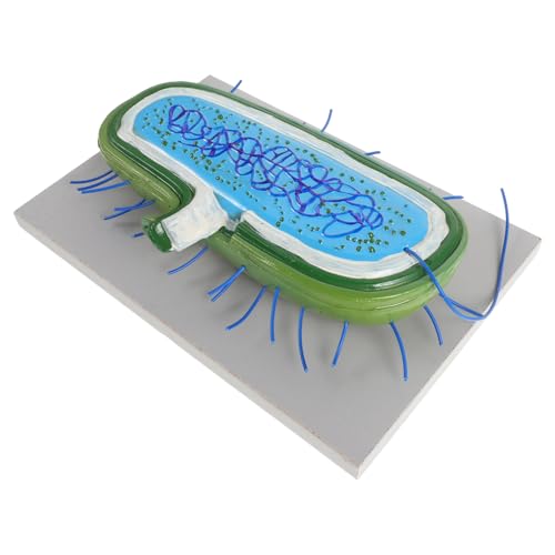 TOYANDONA mikrobielles Modell Biologieunterrichtsmodell Lehrmittel Zellmodell PVC von TOYANDONA