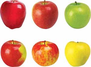 Trend Enterprises Inc. T-10834 Classic Accents Apples Mini Variety Pks Discovery von TREND ENTERPRISES INC.