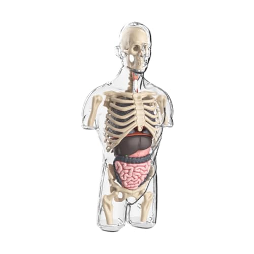 TTETTZ Menschliches Körpermodell, Spielzeug, Lehrmaterial für Lehrer, Liefert Lehrmittel von TTETTZ