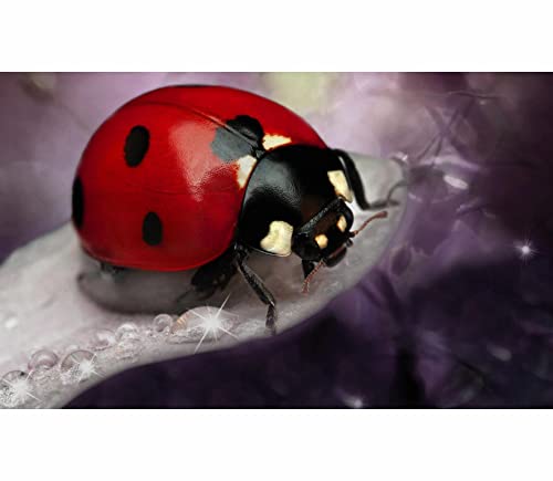 TWYYDP 520 Teile Puzzle für Erwachsene Aus Holz,Roter Marienkäfer Puzzle,Puzzle für Kinder Ab 14 Jahren und Erwachsene TWYYDP 520 Teile Puzzle für Erwachsene Aus Holz,Roter Marienkäfer Puzzle,Puzzle für Kinder Ab 14 Jahren und Erwachsene von TWYYDP