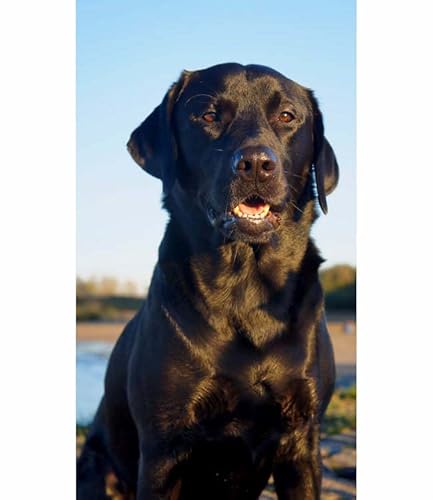 TWYYDP Holzpuzzle 1000 Teile,Schwarzes Labrador-Hundetier Puzzle,Stress Abbauen und Probleme Lösen TWYYDP Holzpuzzle 1000 Teile,Schwarzes Labrador-Hundetier Puzzle,Stress Abbauen und Probleme Lösen von TWYYDP