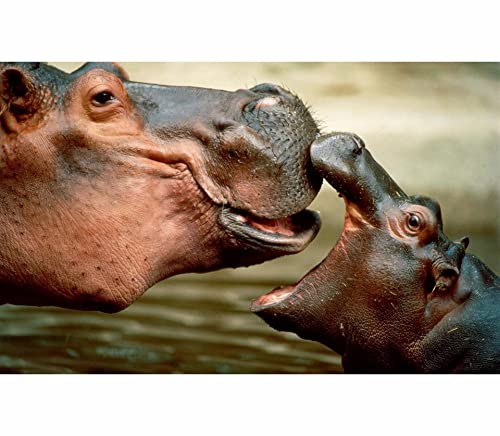 TWYYDP Puzzle 1500 Teile Erwachsene,Nilpferde und Jungtiere Holzpuzzle,Schöne Wanddekorationsgemälde TWYYDP Puzzle 1500 Teile Erwachsene,Nilpferde und Jungtiere Holzpuzzle,Schöne Wanddekorationsgemälde von TWYYDP