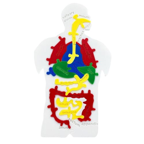 Human Body Modell Für Kinder - Menschliche Innere Organe Puzzle Modell | Lehrreiches Biologie Lernspielzeug Für Mädchen Schüler Lehrer Human Body Modell Für Kinder - Menschliche Innere Organe Puzzle Modell | Lehrreiches Biologie Lernspielzeug Für Mädchen Schüler Lehrer von Tanxier