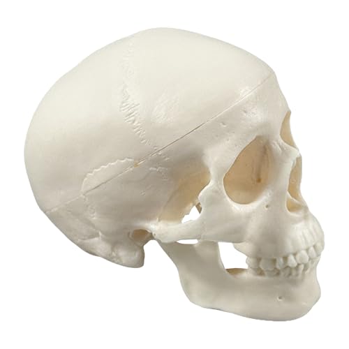 Schädelmodell - Anatomie Modell - Realistisches Für Anatomieunterricht Lehrmittel Klassenzimmer Halloween Deko Schädelmodell - Anatomie Modell - Realistisches Für Anatomieunterricht Lehrmittel Klassenzimmer Halloween Deko von Tanxier