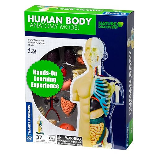 Thames & Kosmos, 260830, Human Body Anatomy Model, 37 Parts with Stand and Guide Book, Build Your Own Human Body, Nature Discovery Range, Ages 8+ von Thames & Kosmos