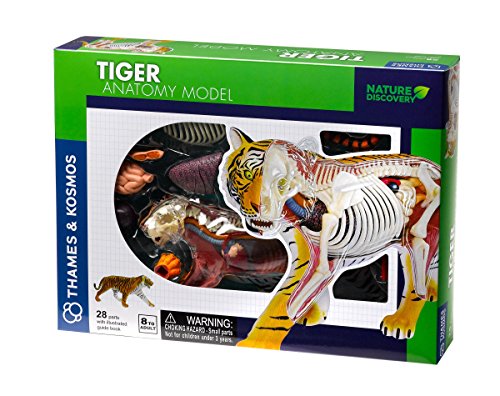 Thames & Kosmos , 261050 , Tiger Anatomy Model Toy , Fun 3D Model , Inspire Children to Learn About Our World and The Creatures That Live on it , Nature Discovery , Ages 8+ von Thames & Kosmos