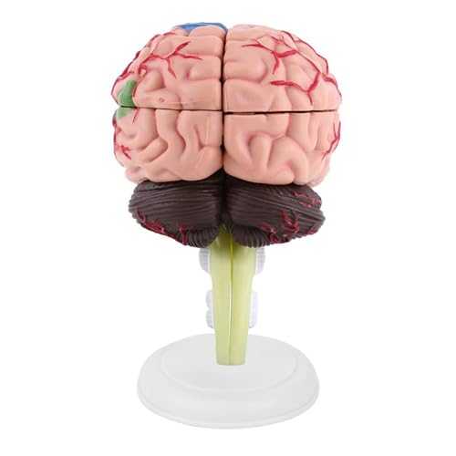 Gehirnmodell für die Neurowissenschaften, Menschliches Gehirnmodell, 12 × 11 × 9, 1 Stück, Zerlegtes Anatomisches Menschliches Gehirnmodell, Lehrmittel, Spielzeugmodell, von Tixiyu