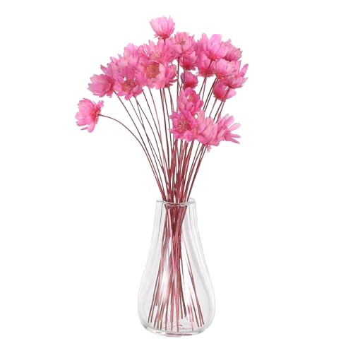 Toyvian 2 Stück Puppenhaus-Pflanzenblumen: Miniatur-Glasvasen mit getrockneten Blumen für Puppenhäuser – süße kleine Kunstblumen für Miniatur-Heimdekoration und kleine Ausstellungen Toyvian 2 Stück Puppenhaus-Pflanzenblumen: Miniatur-Glasvasen mit getrockneten Blumen für Puppenhäuser – süße kleine Kunstblumen für Miniatur-Heimdekoration und kleine Ausstellungen von Toyvian