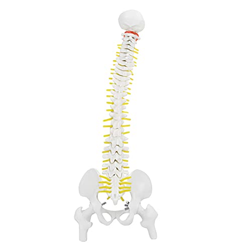 Wirbelsäule Modell, 38cm Wissenschaftliches Menschliches Flexibles Wirbelsäulen-Modell mit Base Abnehmbare Der Menschlichen Wirbelsäule Skelett Anatomie für Skelett Anatomie Unterrichten von Tyenaza