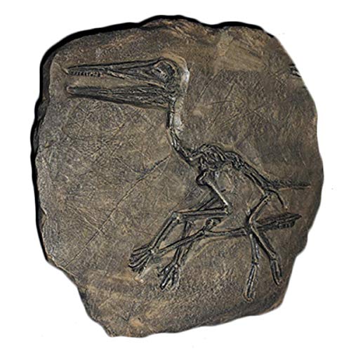 UIGJIOG 8,7 Zoll Dnosaur Skeleton Statue Modell - Wand Befestigter Pterosaur Dinosaurier-Fossil-Skulptur - Für Inneneinrichtungen,Wissenschaftliche Pädagogische Spielzeug,Geschenk Für Erwachsene von UIGJIOG