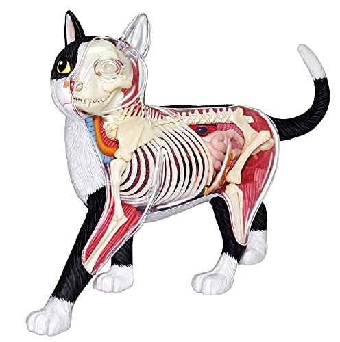 4D Katzenskelett Anatomie Kit Abnehmbar Und Montiert Katze Skelett Tier Anatomisches Studium Lehrwerkzeug für Kinder von UIOPPOI