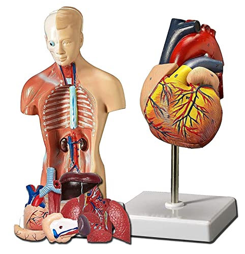 UIOPPOI Anatomie des menschlichen Herzens und des Körpers, 28 cm, 3D-Herz, 2 Stück, realistische, abnehmbare Gegenstände + Basis-Set von UIOPPOI