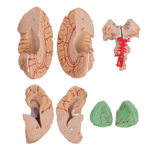 ULTECHNOVO 1 PC Gehirnmodell Anatomisches Modell Medizinisches Lehrmodell von ULTECHNOVO